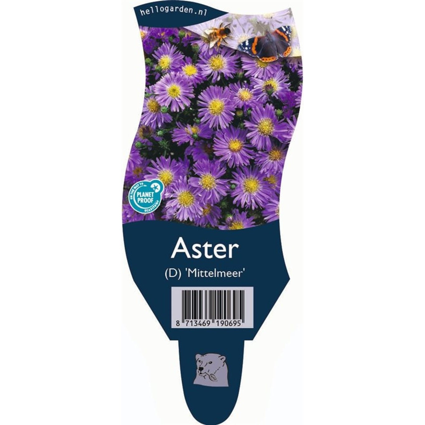Höstaster – Aster (D); 'Mittelmeer' - P11